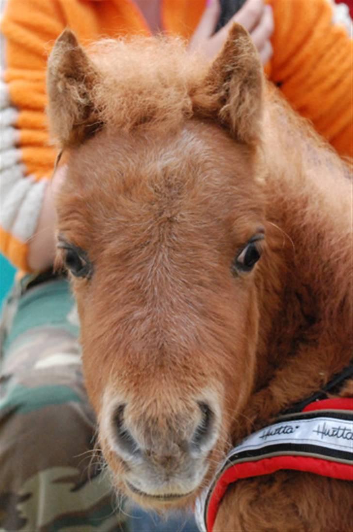 Dansk Miniature Egehøjs Red Hot Double Sh - Hjørring Dyrskue 2008 billede 16