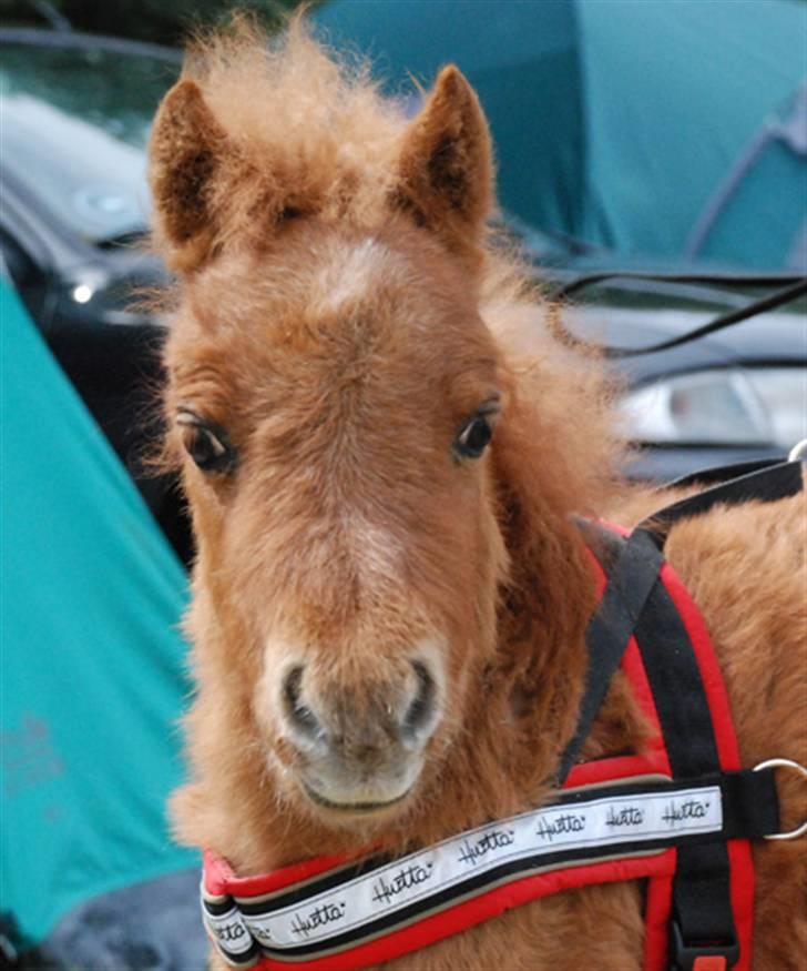 Dansk Miniature Egehøjs Red Hot Double Sh - Hjørring Dyrskue 2008 billede 17