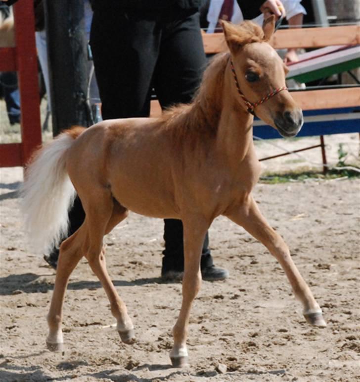 Dansk Miniature Egehøjs Red Hot Double Sh - Føl & Plag Skue 2008 billede 18