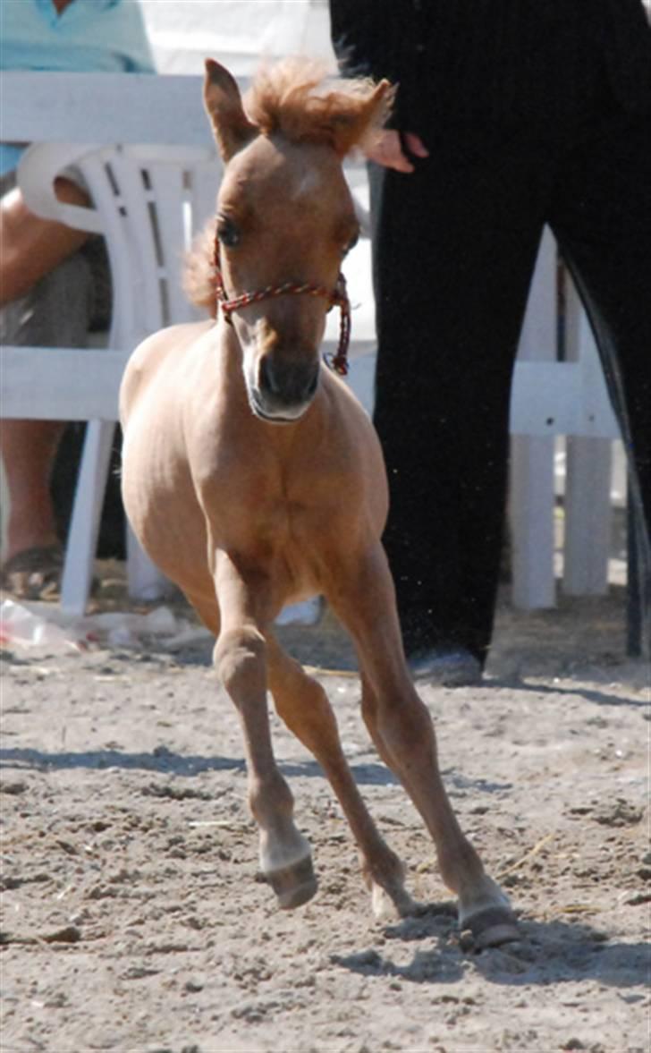 Dansk Miniature Egehøjs Red Hot Double Sh - Føl & Plag Skue 2008 billede 19