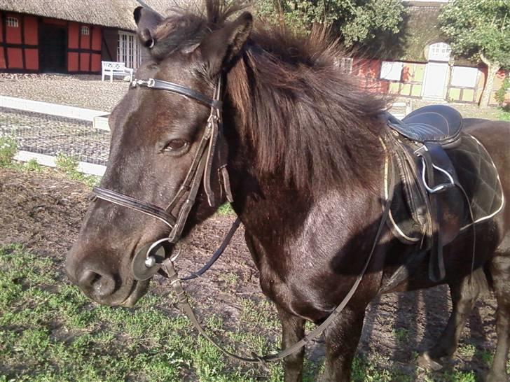 Islænder Sliepnir<3 R.I.P :'( - Nej hvor er du cute Slippy billede 10