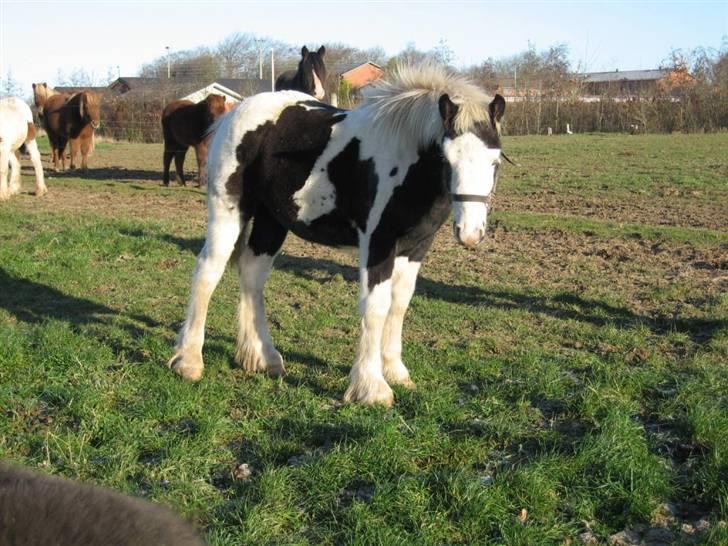 Tinker Holms Fiona of Picasso - Knap 7mdr gammel billede 13