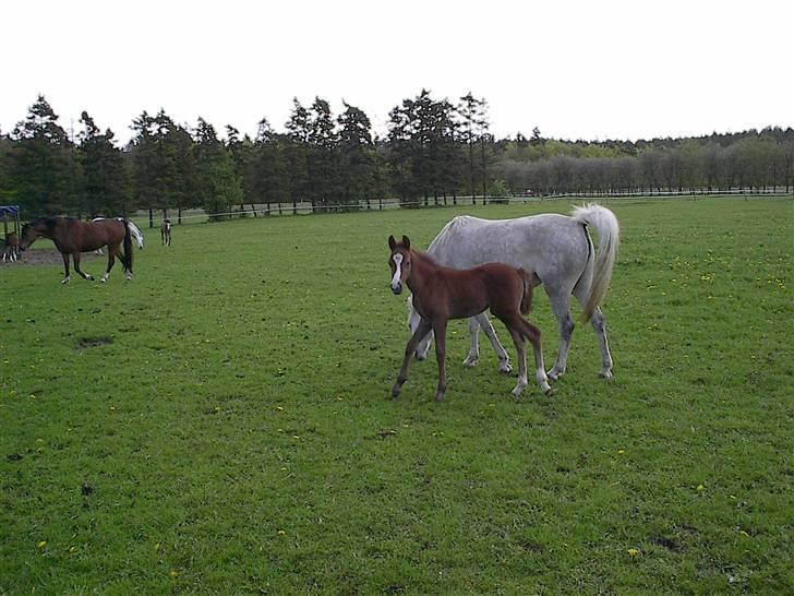 Welsh Partbred (Sec F) Bjerregaards Isabell billede 18