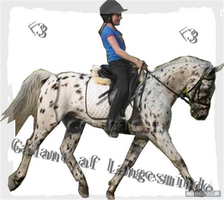 Anden særlig race Galant<3 (aflivet) :´( billede 11