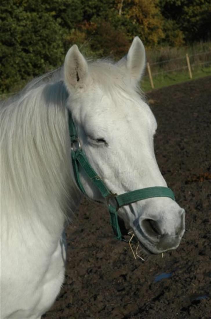 Anden særlig race »Olivia†RIP†MinDrøm*: ‹3 - 17. Når vi en dag ses igen er jeg i himlen ! ;´I <3 foto: MCL<3 Soo close but still soo long from ;´I billede 17