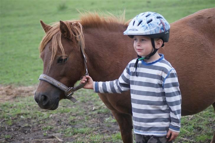 Shetlænder Hedelunds Anja - 1# fantastisk børnepony! det min ridelæres søn markus :) 2009  HUSK HG FORVRINGER BILLEDKVALITETEN VOLDSOMT!  billede 1