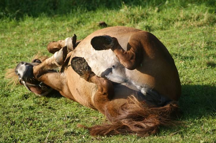 Shetlænder Hedelunds Anja - rullemulle....2010 billede 2