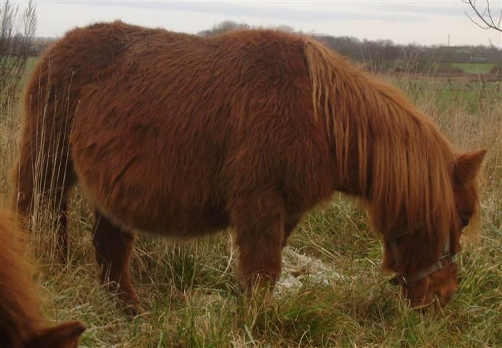 Shetlænder Hedelunds Anja - da hun kom..juks!:S 2008 november. billede 3