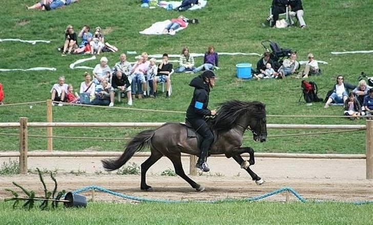 Islænder Smellur frá Reykjavik - dejlige bellur til DM 08 i galop til et 7 tal :) foto: foldbjerghus. billede 9