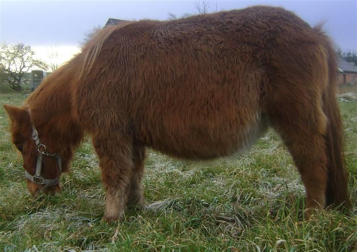 Shetlænder Hedelunds Anja - 5# jep..der var hængemaven..men hun var tynd..det var bare en grim følmave, fyldt med orm, fluelarver osv osv. # hesteormekure senere begyndte hun at se normal ud igen..2008 Nov. billede 4