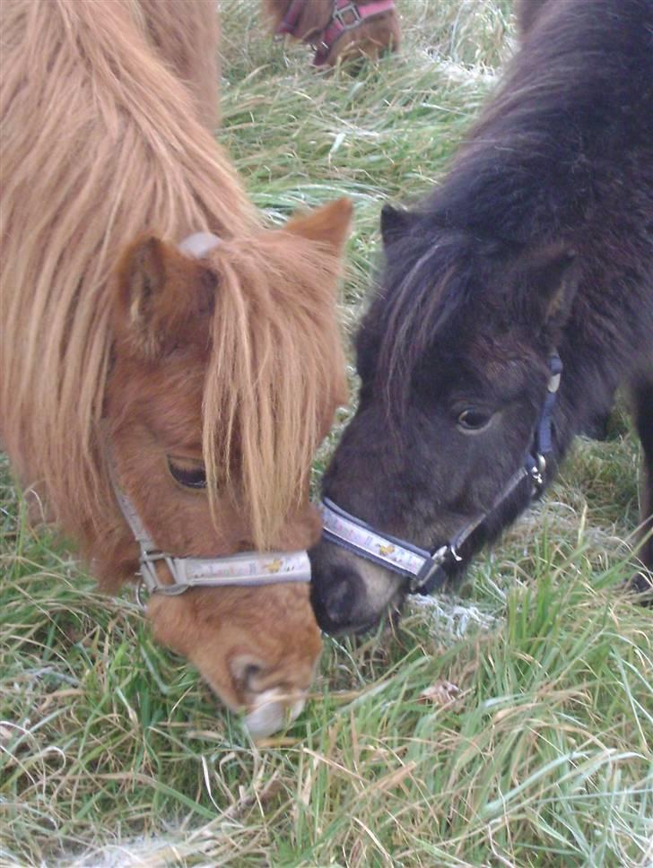 Shetlænder Hedelunds Anja - De led af voldsom seperationsangst alle 3...2008 nov. billede 6