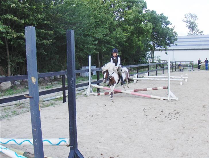 Shetlænder *Solsikke R.I.P* - vi hopper serie foto: min mor billede 9