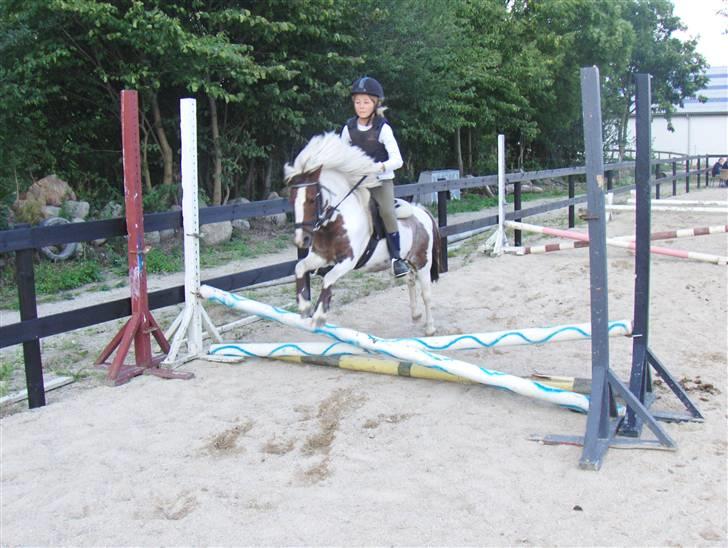 Shetlænder *Solsikke R.I.P* - vi hopper serie igen igen xD foto:min mor billede 10