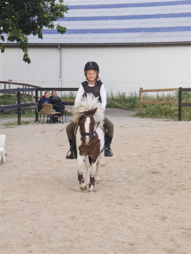 Shetlænder *Solsikke R.I.P* - her ser vi os så forfra foto:min mor billede 11