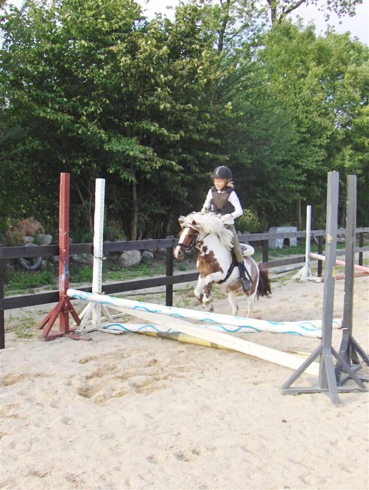 Shetlænder *Solsikke R.I.P* - vi hopper serie igen igen igen xD foto: min mor  billede 13