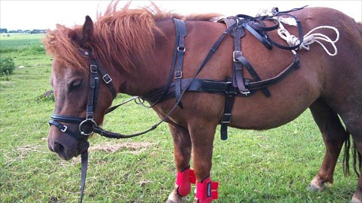 Shetlænder Mette - Første gang med sele, i mens mor er til hingst. juni 2010 billede 1