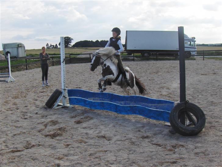 Shetlænder *Solsikke R.I.P* - vi springer bølge foto: min mor billede 14