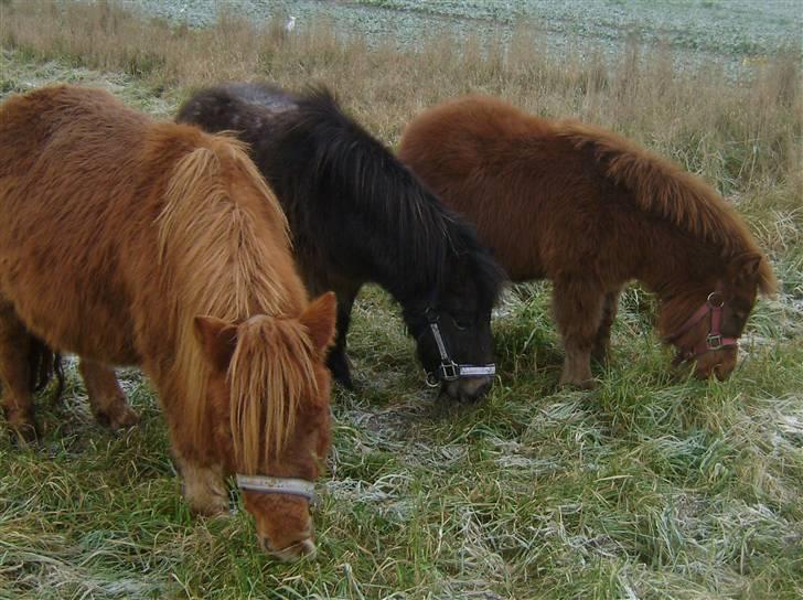 Shetlænder Mette - Mor Anja, Onkel åge og baby Mette. november 08. efter flere års mishandling billede 4