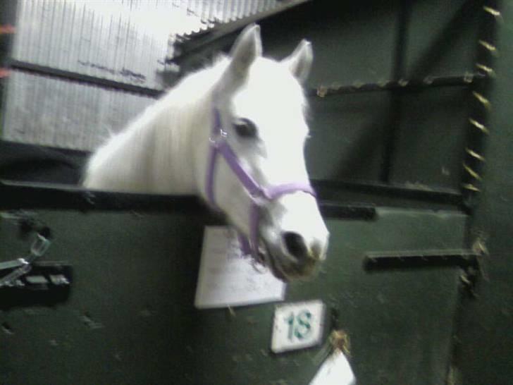 Anden særlig race »Olivia†RIP†MinDrøm*: ‹3 - 18. Når vi en dag ses igen er jeg i himlen ! ;´I <3 foto: MCL<3 Min puttehøne ;´* FOREVER and ALLWAYS you and me, it should be like that right now i; billede 18