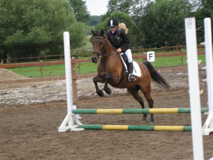 Anden særlig race Lizette - Første gang vi sprang til stævne.. :) billede 20