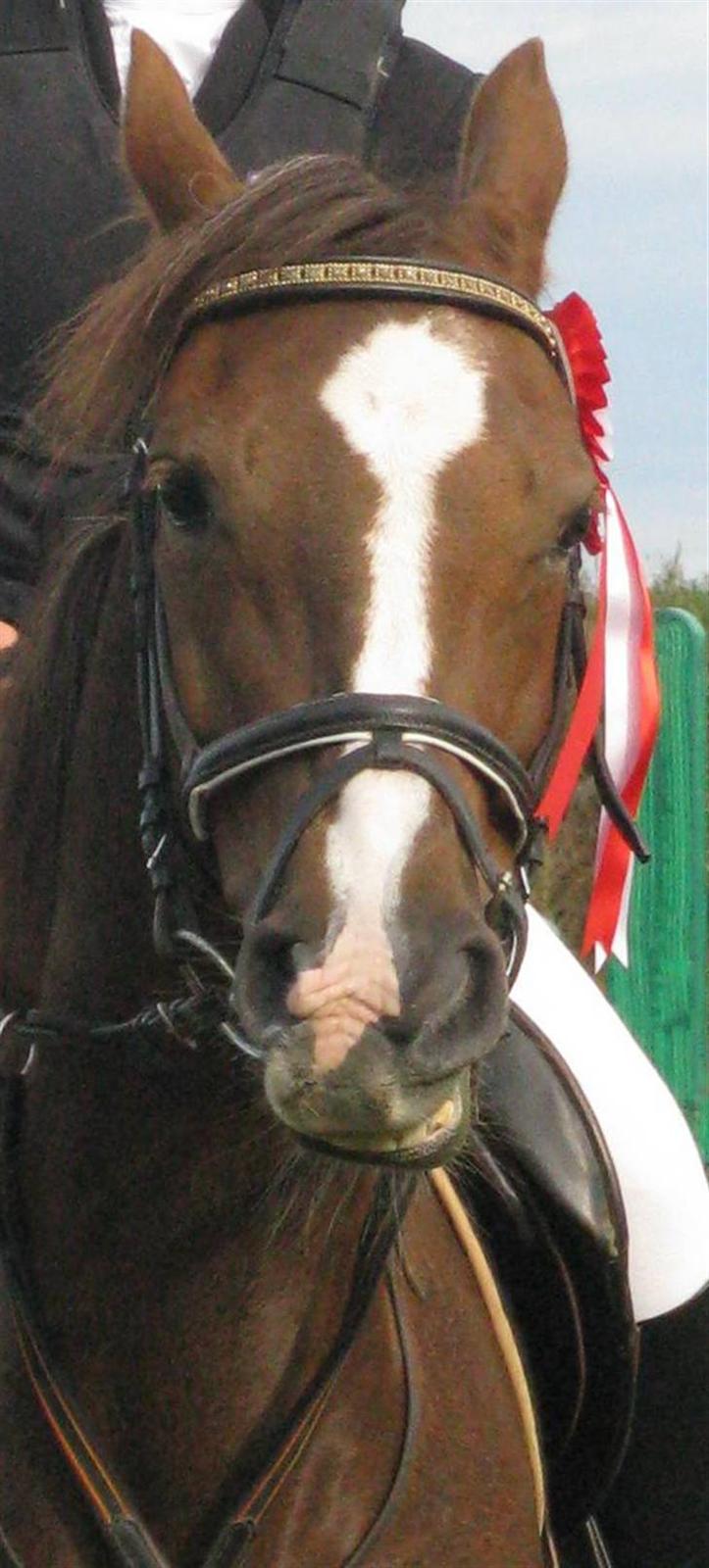 Anden særlig race Beauty Butterfly (LÅNTE) - 1 p. NFRK (; billede 2