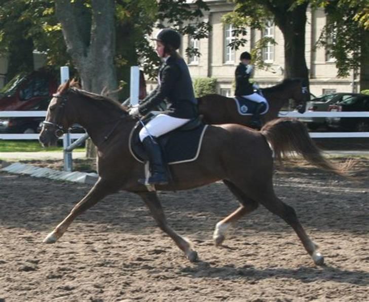 Anden særlig race Beauty Butterfly (LÅNTE) - Opvarmning til springstævne i NFRK :D LÆKKER fri trav, ikk´?! billede 7