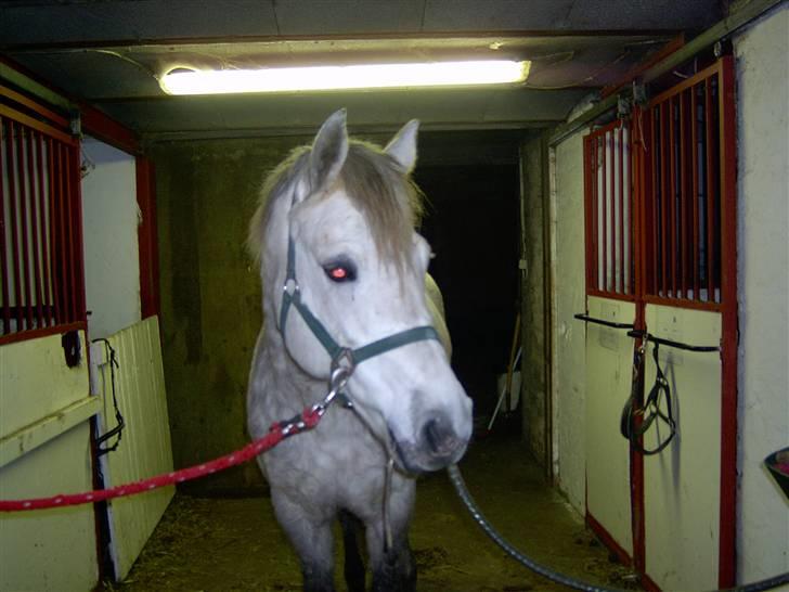 Connemara Nygaards Kisser billede 1