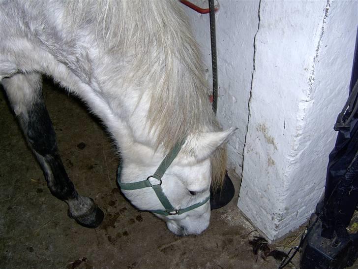 Connemara Nygaards Kisser - Hun har lig fundet noget meeeget spændene d; billede 2