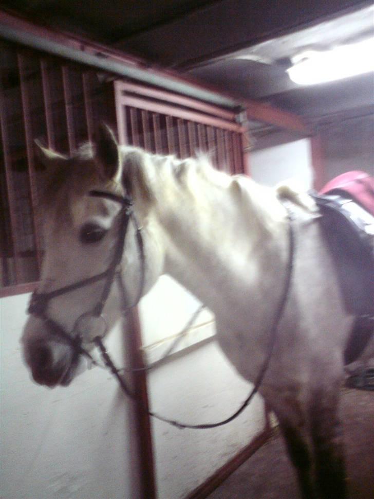 Connemara Nygaards Kisser - NYT billede 3