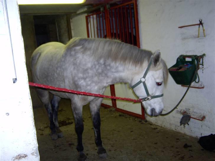 Connemara Nygaards Kisser billede 4