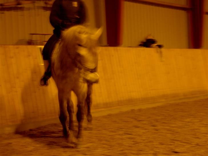 Connemara Nygaards Kisser - Til springning d: billede 5