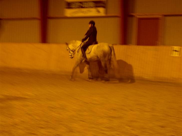 Connemara Nygaards Kisser - Til springning d: billede 6