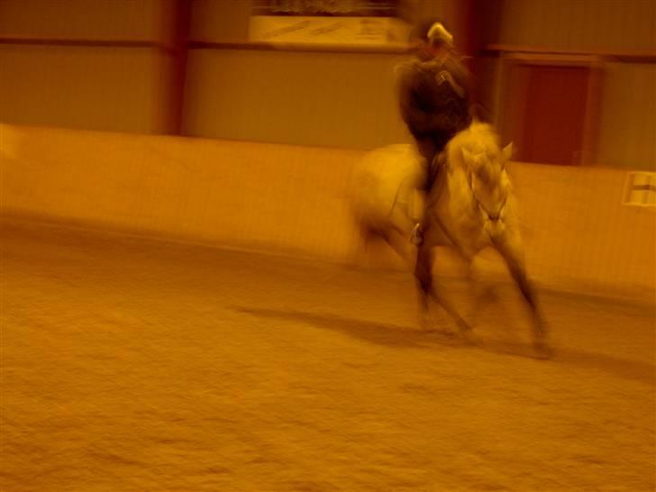 Connemara Nygaards Kisser - Til springning d: billede 7