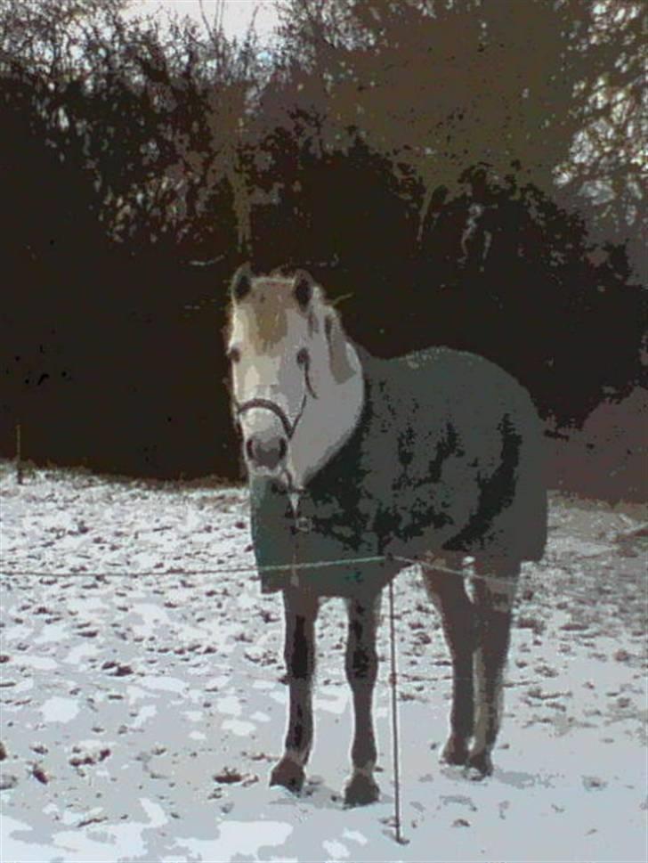 Connemara Nygaards Kisser - Kisserpigen på fold <3 billede 8