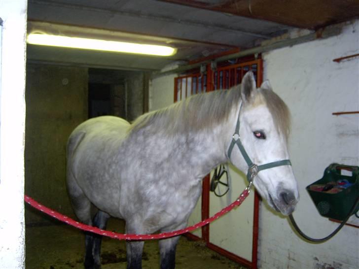 Connemara Nygaards Kisser - Ved ikke lig hvad hun laver med sin læbe ;)? billede 9