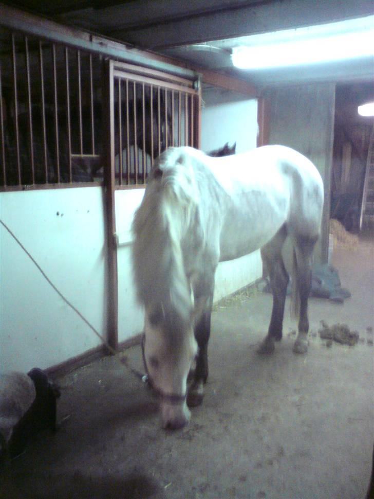 Connemara Nygaards Kisser - NYT billede 10