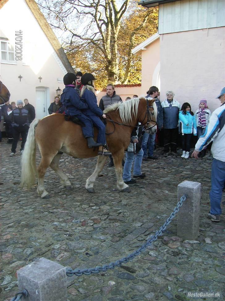 Haflinger Mikado - Til jagt 2008 på Skårupgård med 2 passagerer billede 8