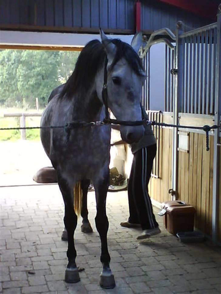 Dansk Varmblod Emilia billede 1