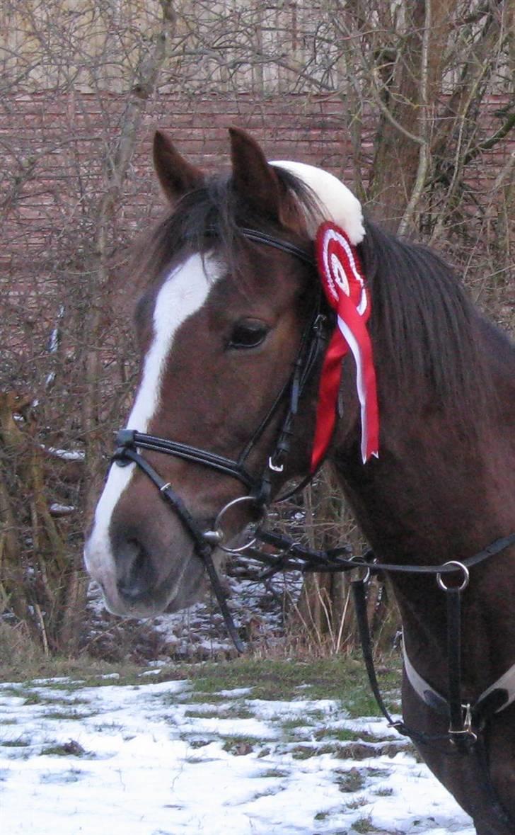Anden særlig race Beauty Butterfly (LÅNTE) - 1 p. i Faxe d; 14/2-09 billede 9