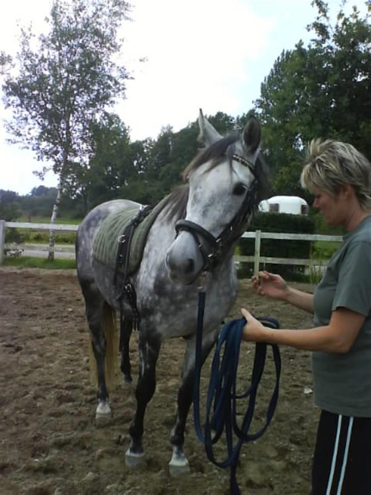 Dansk Varmblod Emilia billede 2