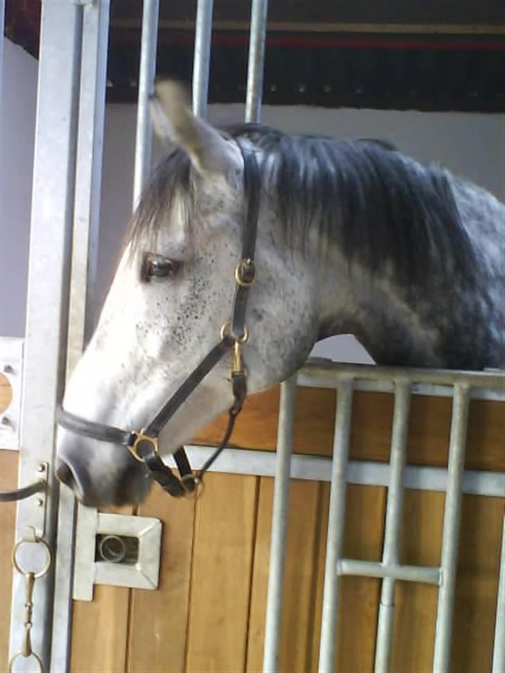 Dansk Varmblod Emilia billede 3