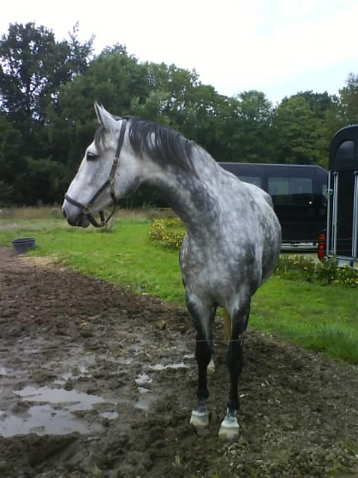 Dansk Varmblod Emilia billede 4