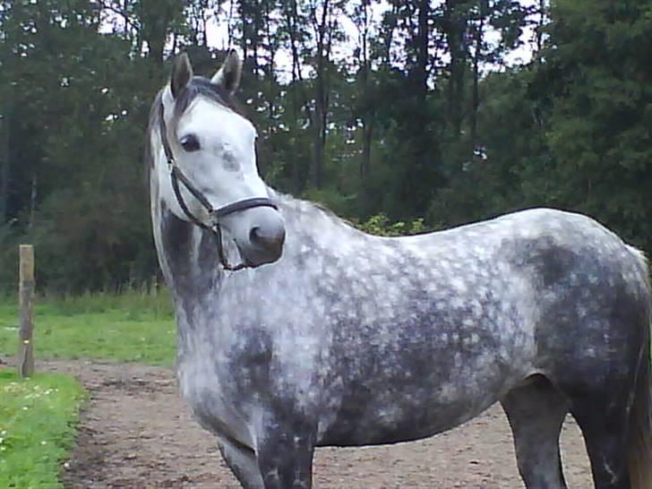 Dansk Varmblod Emilia billede 5