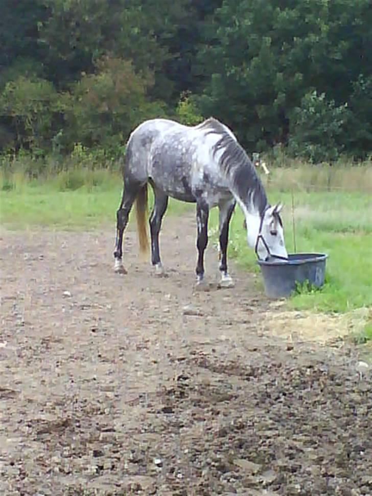 Dansk Varmblod Emilia billede 6