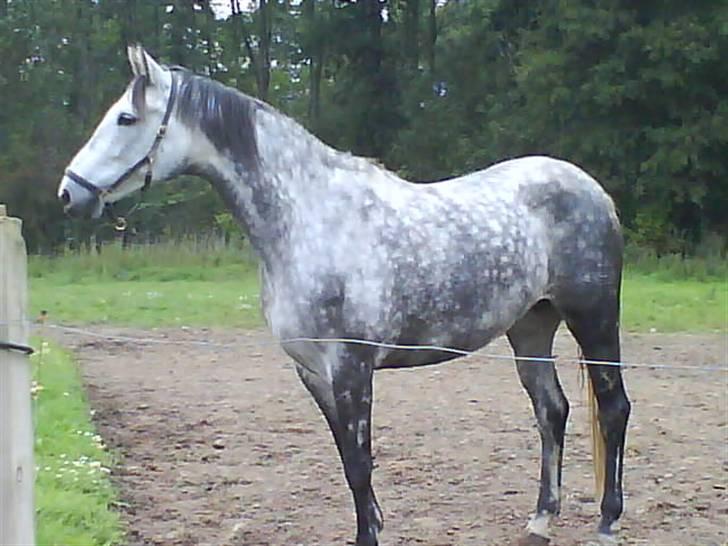 Dansk Varmblod Emilia billede 7