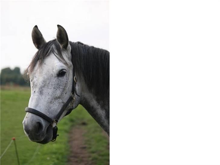 Dansk Varmblod Emilia billede 8