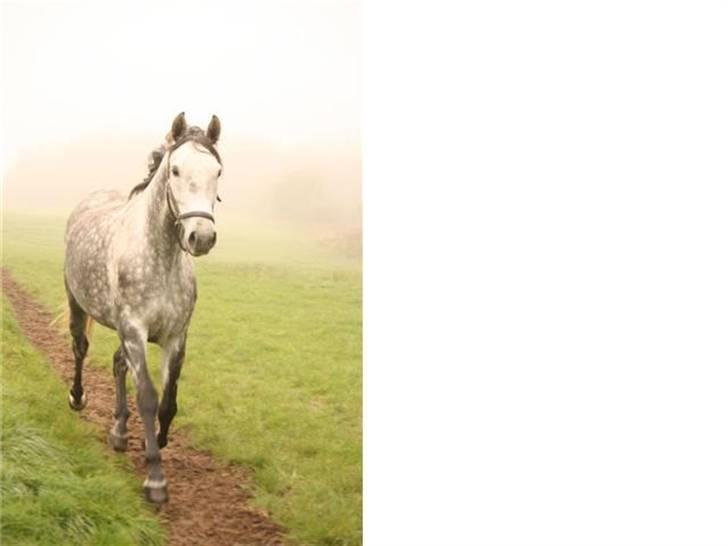 Dansk Varmblod Emilia billede 9