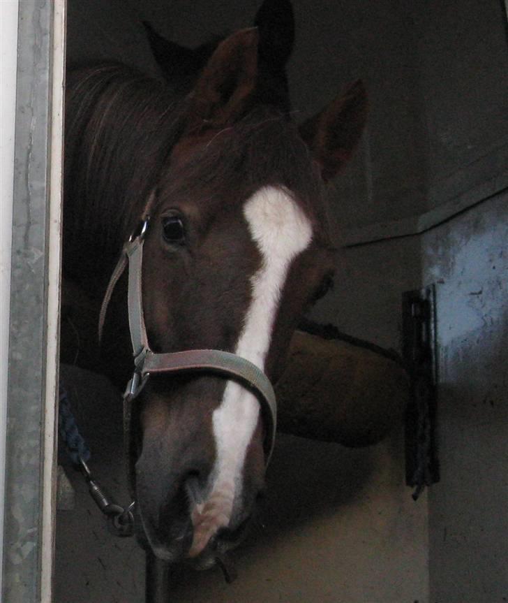 Anden særlig race Beauty Butterfly (LÅNTE) - Bumle i traileren :b billede 10