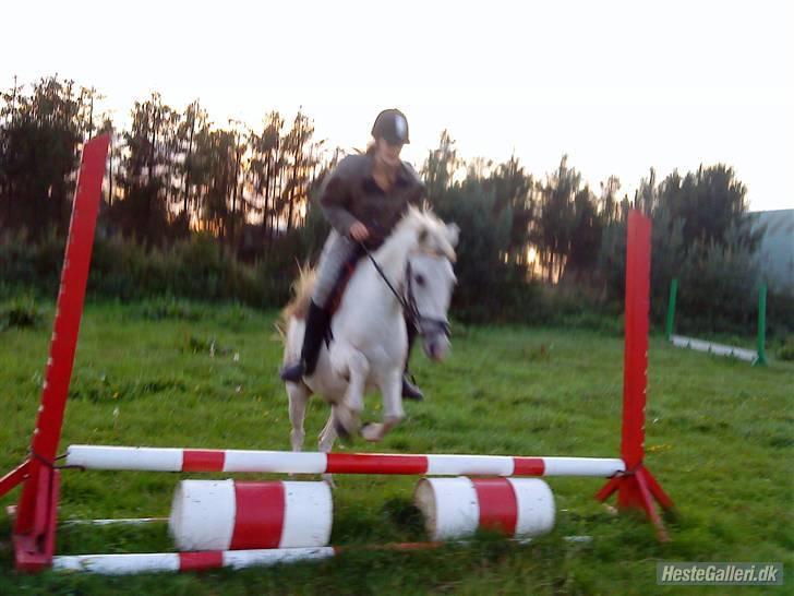 Anden særlig race Stardust - You love it :D billede 17