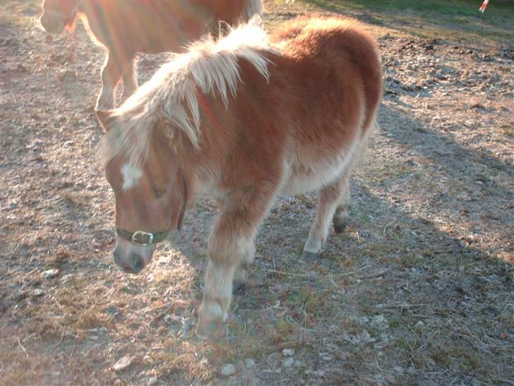 Shetlænder Anton - Her triser jeg lige en lille tur billede 8